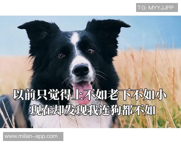 被麦卡甩后一个月他与我的朋友同居还带走了我的狗 被麦卡甩后一个月他与我的朋友同居还带走了我的狗